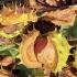 Schöne Herbstferien und Erinnerung an den 4.11.24